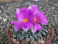 Ariocarpus kotschoubeyanus sladkovskii Rio Verde pot 6,5 cm