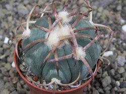 Echinocactus horizonthalonius Jacales, pot 5,5 cm - 12409502