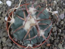 Echinocactus horizonthalonius Jacales, pot 5,5 cm - 12409503