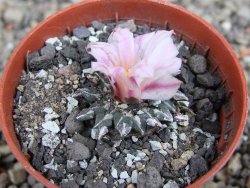 Ariocarpus kotschoubeyanus albiflorus Tula pot 5,5 cm - 12409513