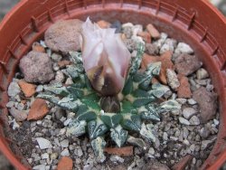 Ariocarpus kotschoubeyanus albiflorus Tula pot 5,5 cm