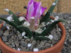 Ariocarpus agavoides pot 8 cm cites IA - 12409525