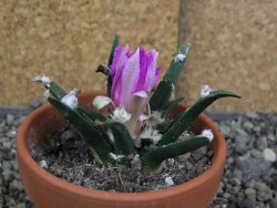Ariocarpus agavoides pot 8 cm cites IA - 12409528