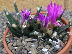 Ariocarpus agavoides 2 rostliny, květináč 8 cm cites IA - 12409532