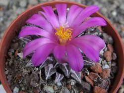 Ariocarpus kotschoubeyanus elephantidens Vista Hermosa pot 5,5 cm