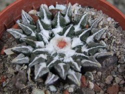 Ariocarpus kotschoubeyanus elephantidens Vista Hermosa pot 5,5 cm - 12409545