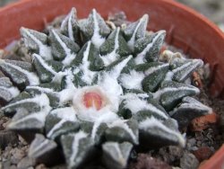 Ariocarpus kotschoubeyanus elephantidens Vista Hermosa pot 5,5 cm - 12409546
