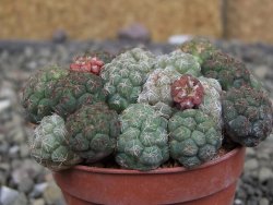 Puna bonniae pot 5,5 cm - 12409563