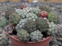 Puna bonniae pot 5,5 cm - 12409564