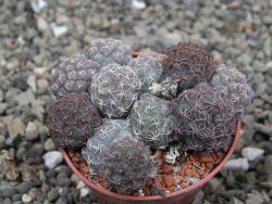 Puna bonniae pot 5,5 cm