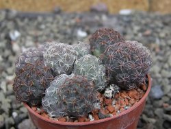 Puna bonniae pot 5,5 cm - 12409570