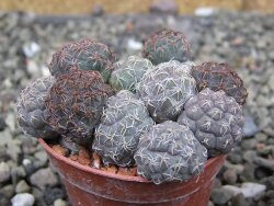 Puna bonniae pot 5,5 cm - 12409571