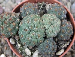 Puna bonniae pot 5,5 cm - 12409576