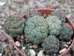 Puna bonniae pot 5,5 cm - 12409577