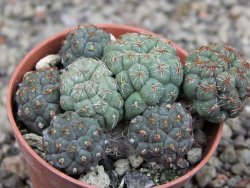 Puna bonniae pot 5,5 cm