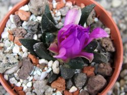 Ariocarpus scapharostrus Rayones, pot 5,5 cm - 12409580