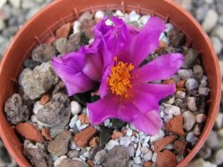 Ariocarpus scapharostrus Rayones, pot 5,5 cm - 12409584