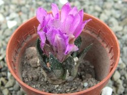 Ariocarpus scapharostrus Rayones, pot 5,5 cm - 12409586