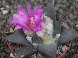 Ariocarpus confusus PP 420 Aramberi NL 6,5 cm Cites IA - 12409594