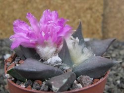 Ariocarpus confusus PP 420 Aramberi NL 6,5 cm Cites IA - 12409597