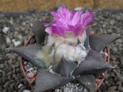 Ariocarpus confusus PP 420 Aramberi NL 6,5 cm Cites IA - 12409598