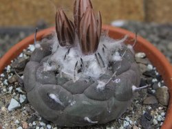 Turbinicarpus jauernigii pot 8 cm cites IA - 12409608