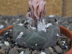 Turbinicarpus jauernigii pot 8 cm cites IA - 12409614