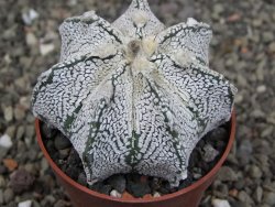 Astrophytum Z Jasenné pot 6,5 cm