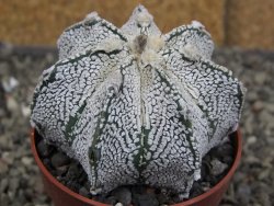 Astrophytum Z Jasenné pot 6,5 cm - 12409619