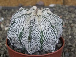 Astrophytum Z Jasenné pot 6,5 cm - 12409620