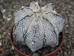 Astrophytum Z Jasenné pot 6,5 cm - 12409621