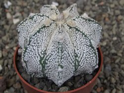 Astrophytum Z Jasenné pot 6,5 cm - 12409622