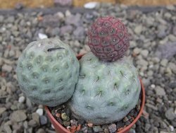 Tephrocactus geometricus pot 5,5 cm - 12409642
