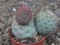 Tephrocactus geometricus pot 5,5 cm - 12409643