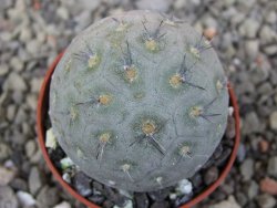 Tephrocactus geometricus pot 5,5 cm - 12409646