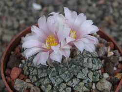 Ariocarpus kotschoubeyanus albiflorus Tula pot 6,5 cm