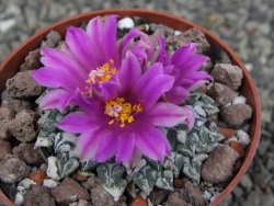 Ariocarpus kotschoubeyanus sladkovskii Rio Verde pot 6,5 cm - 12409653