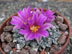 Ariocarpus kotschoubeyanus sladkovskii Rio Verde pot 6,5 cm