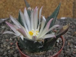 Ariocarpus confusus LH 471 La Escondida, NL pot 5,5 cm Cites IA - 12409659