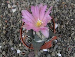 Ariocarpus confusus LH 471 La Escondida, NL pot 5,5 cm Cites IA - 12409667