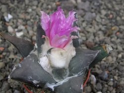 Ariocarpus confusus LH 471 La Escondida, NL pot 5,5 cm Cites IA