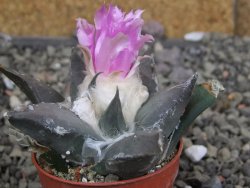 Ariocarpus confusus LH 471 La Escondida, NL pot 5,5 cm Cites IA - 12409672