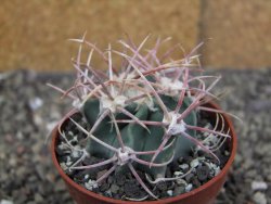 Echinocactus parryi Ciudad Juarez, pot 6,5 cm - 12409679