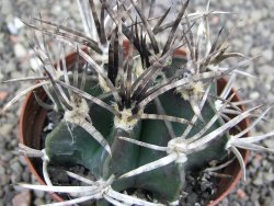 Astrophytum " Buffalo " pot 8 cm - 12409686
