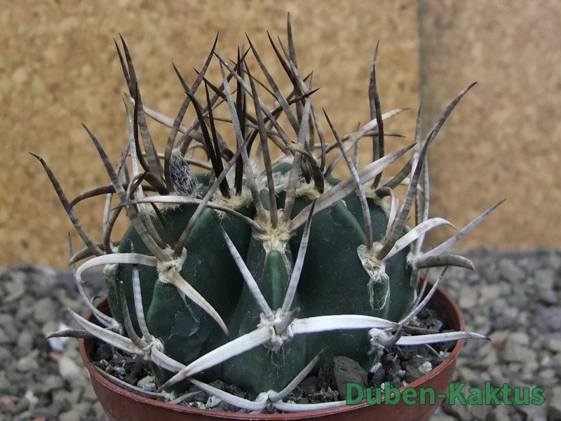 Astrophytum " Buffalo " pot 8 cm