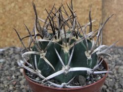 Astrophytum " Buffalo " pot 8 cm - 12409689