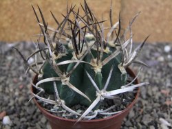 Astrophytum " Buffalo " pot 8 cm - 12409691