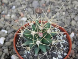 Ferobergia semenáč, pot 5,5 cm - 12409701