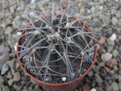 Gymnocalycium spegazzinii VS 120 Capillitas, květináč 5,5 cm