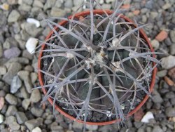 Gymnocalycium spegazzinii VS 120 Capillitas, květináč 5,5 cm - 12409709